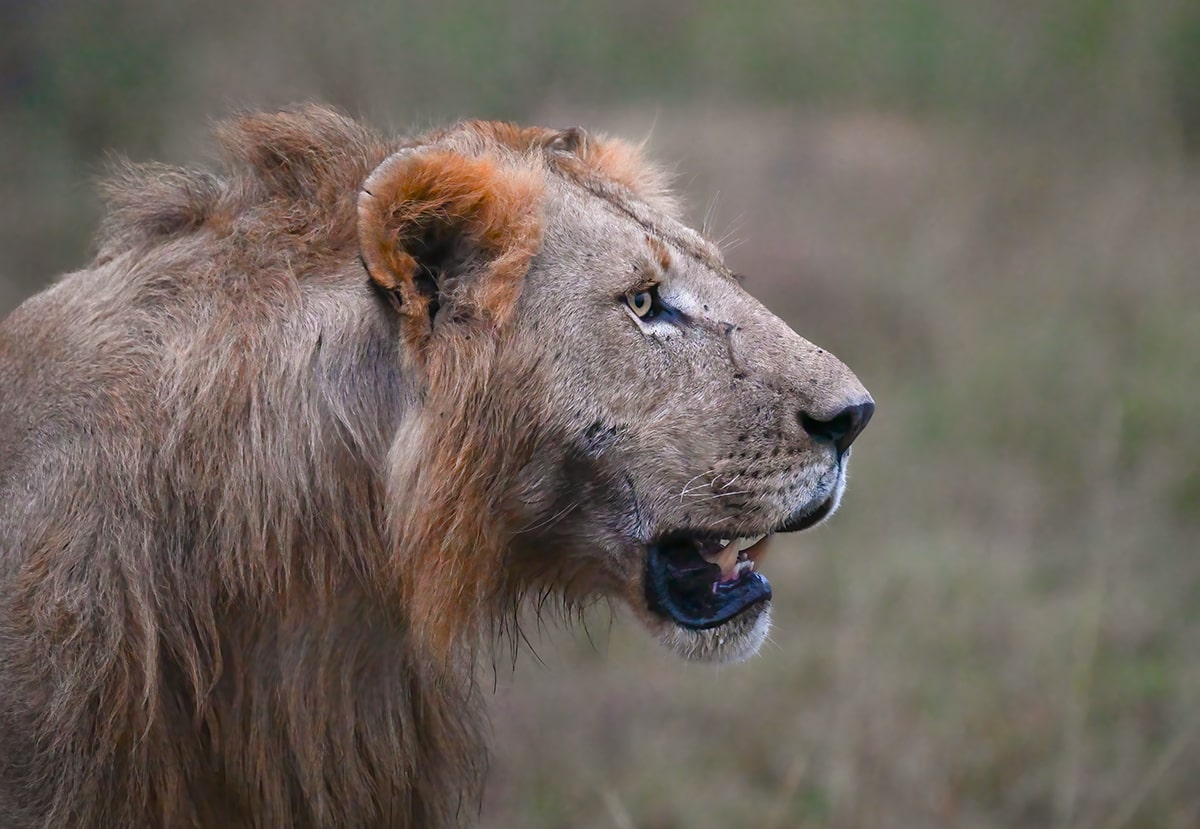 Kenyan Male lion