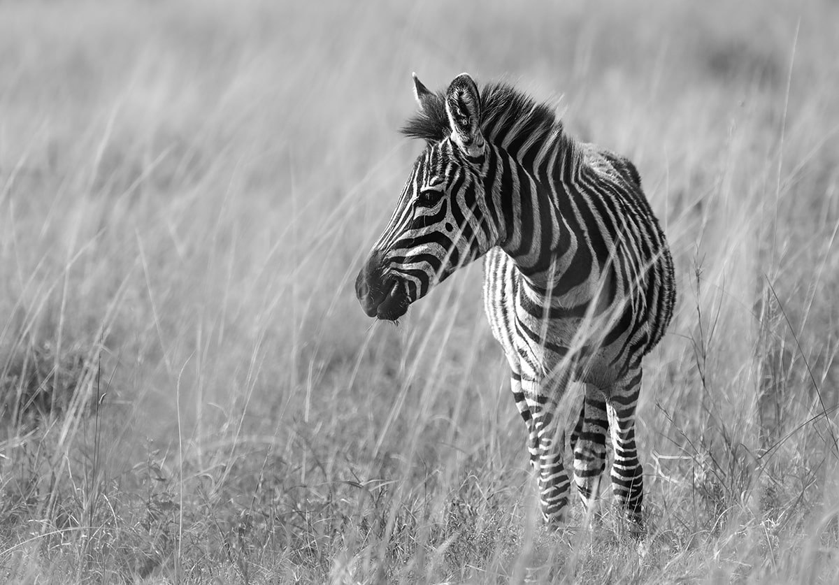 Kenyan Zebra