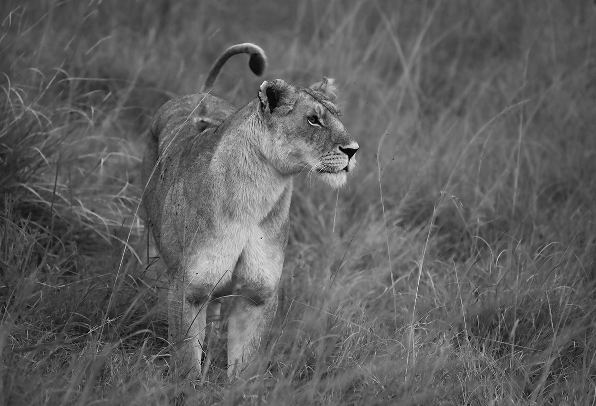 Kenyan lioness