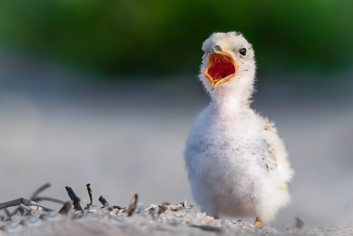 least tern chick cape code Massachusetts