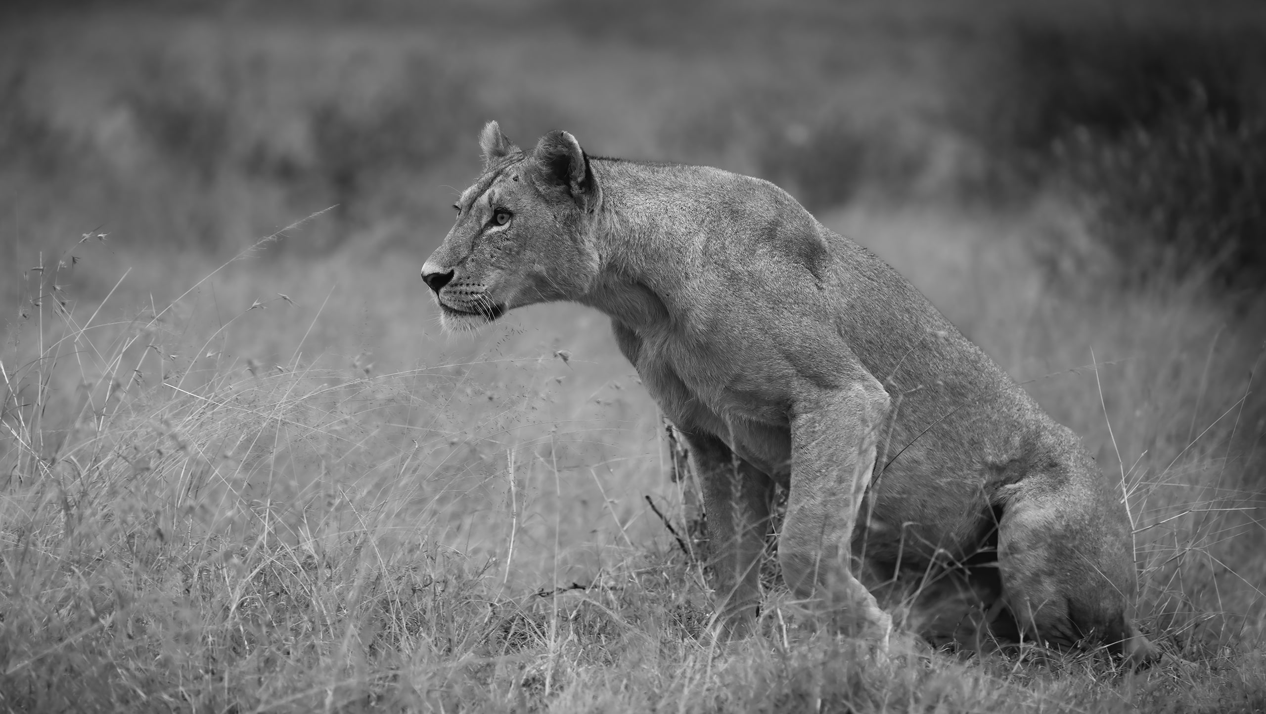 lion in kenya