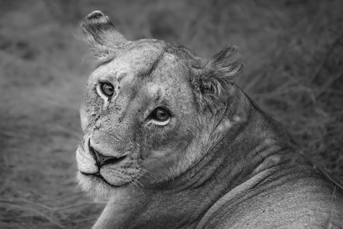 Lioness eyes Kenya