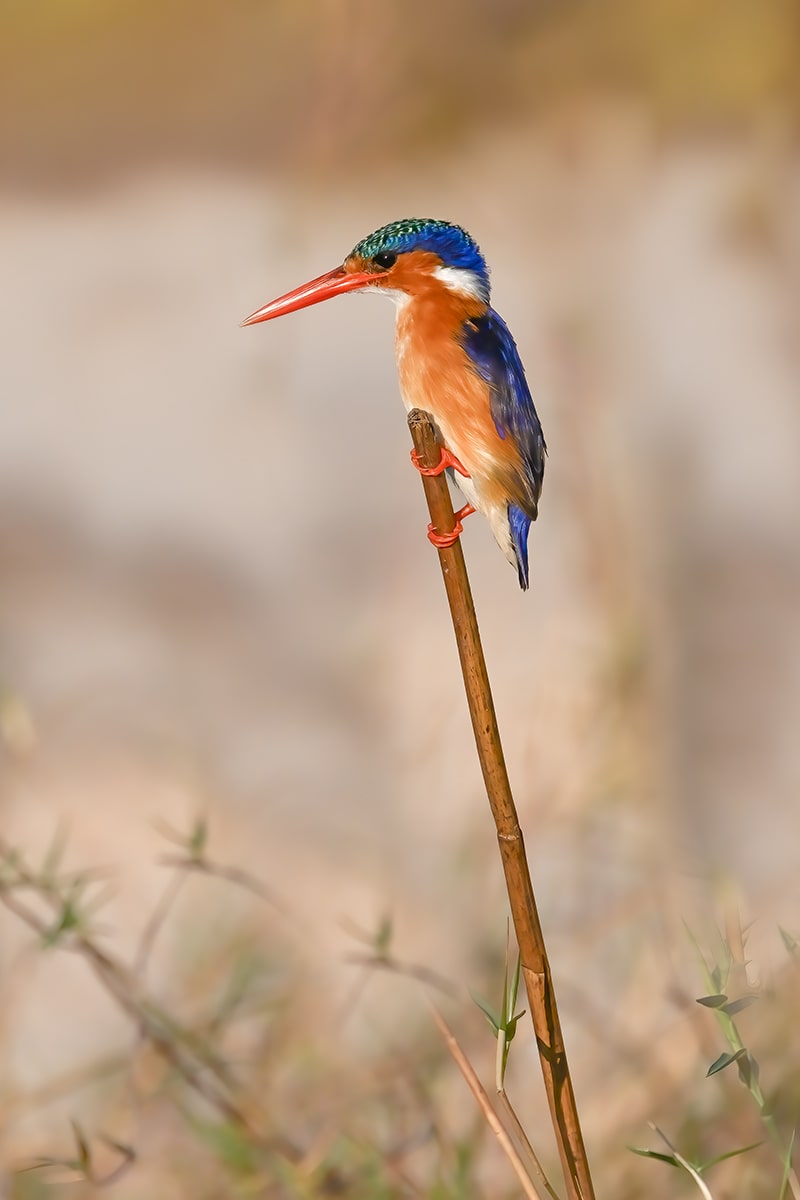 malachite kingfisher Africa