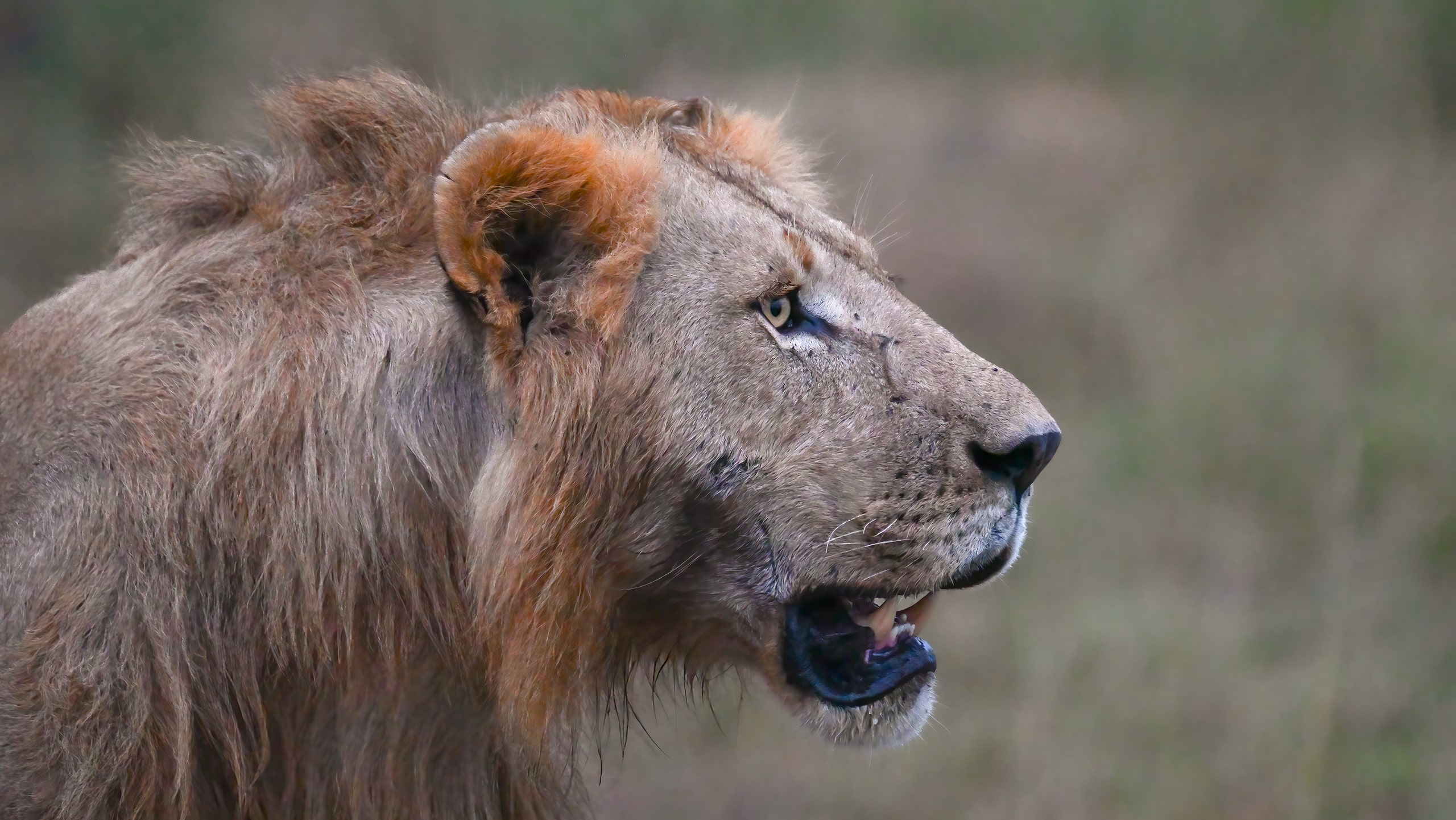 male lion in kenya