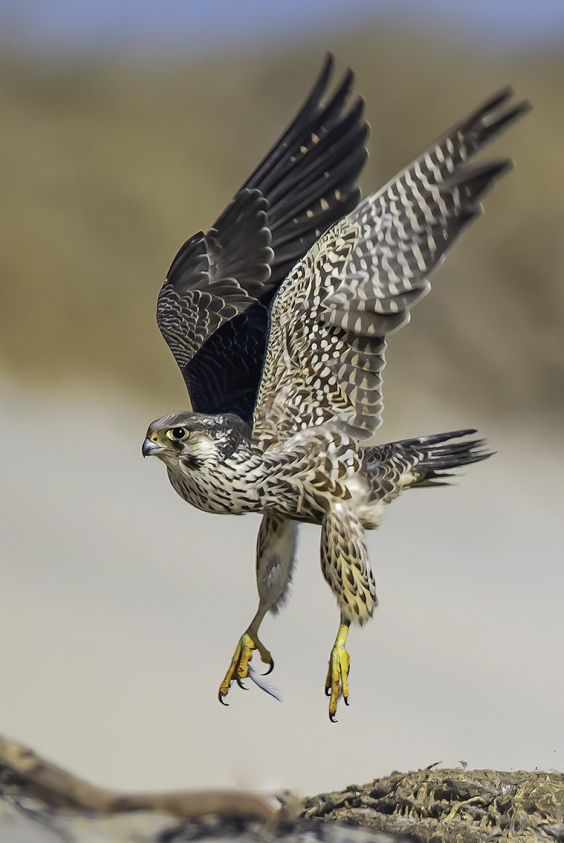 peregrine falcon in flight