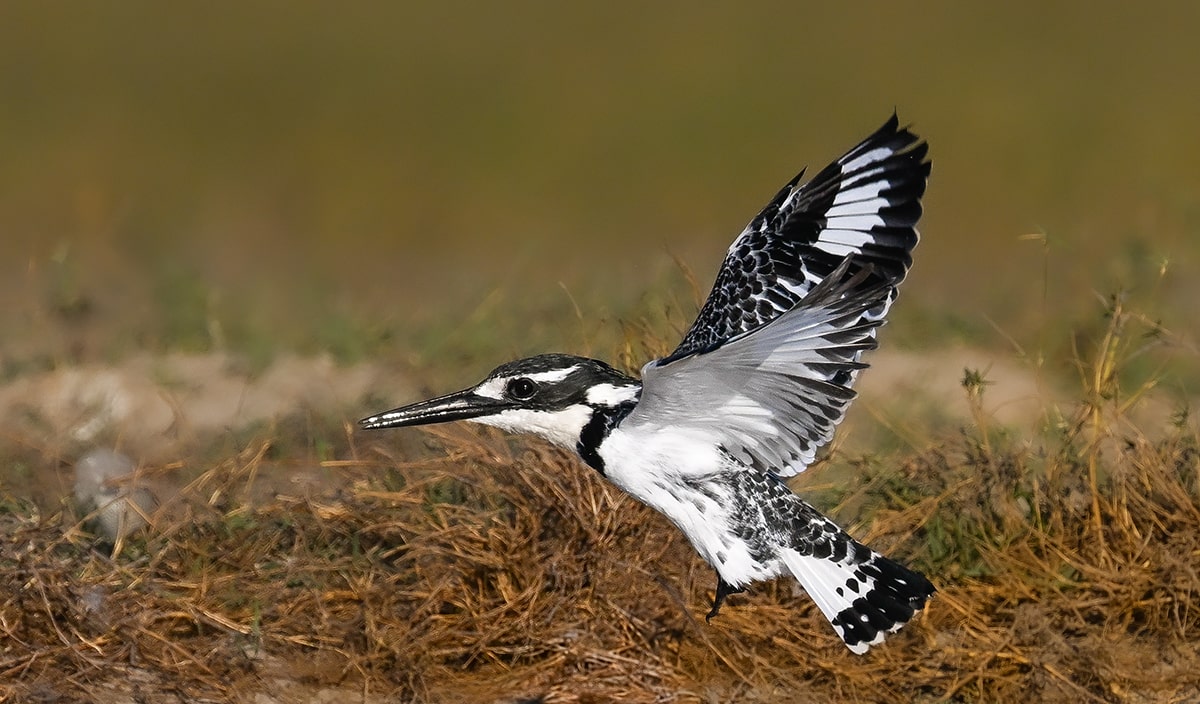 pied kingfisher Botswana