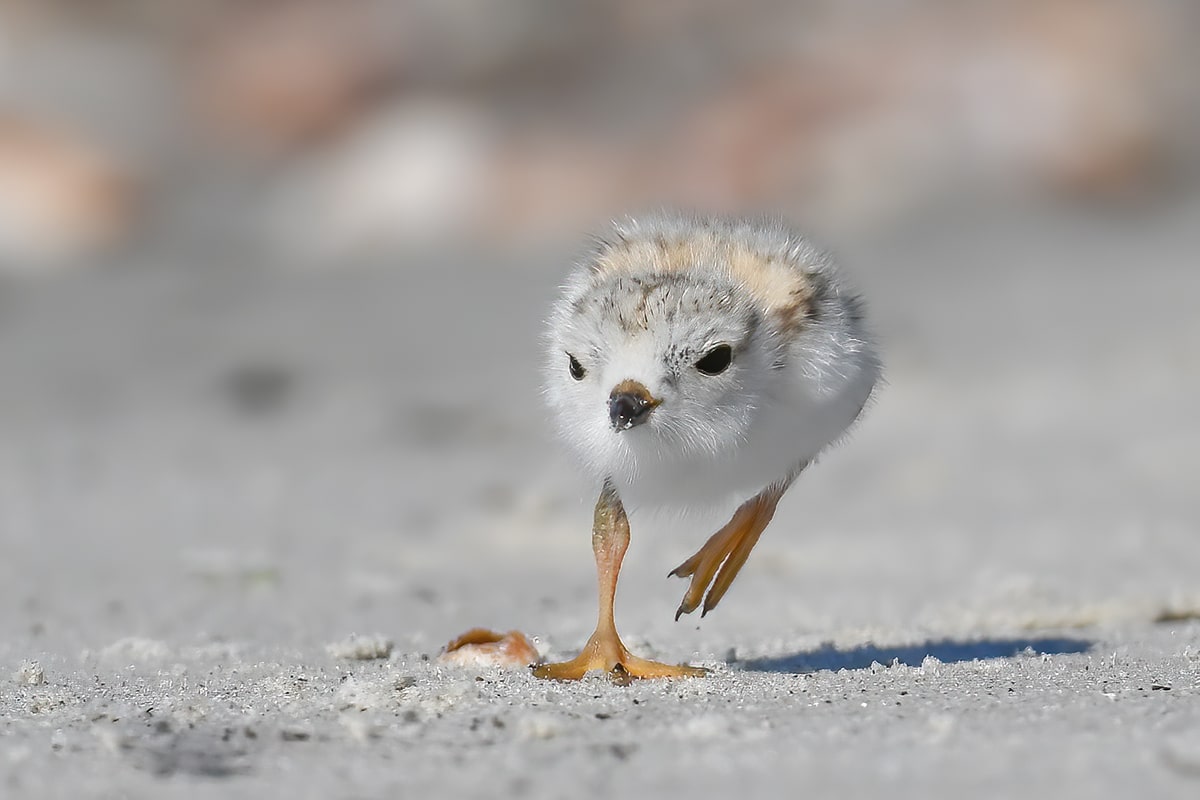 piping plover chick cape cod