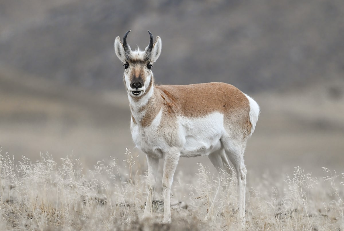 pronghorn Yellowstone national park