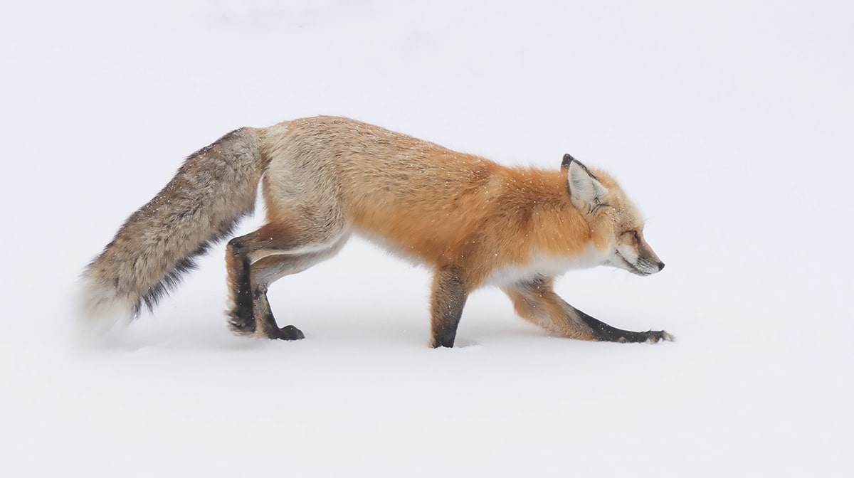 red fox in snow