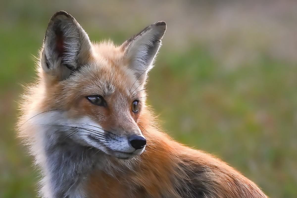 red fox portrait