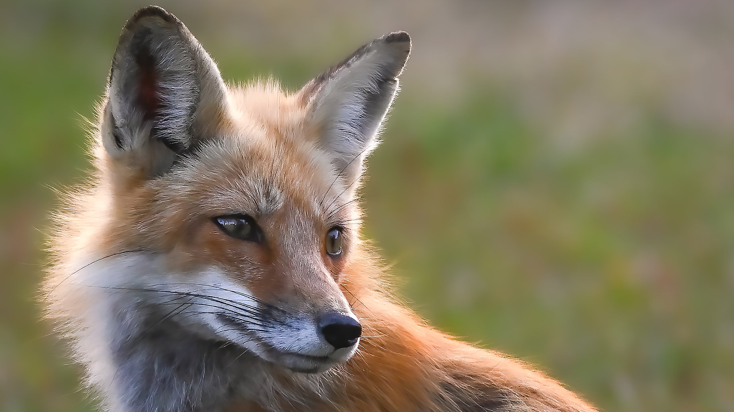 red fox portrait