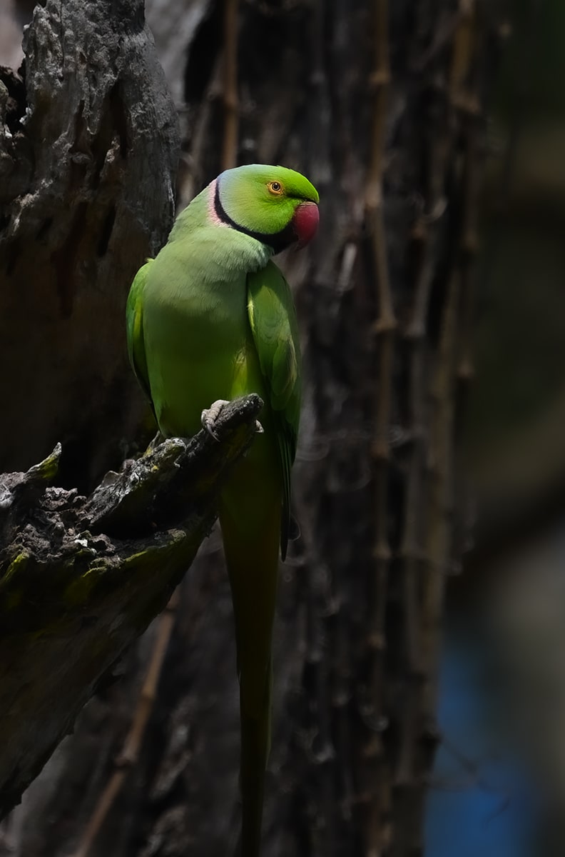 rose ringed parakeet India