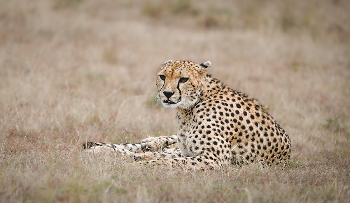 setting chetah at Kenya