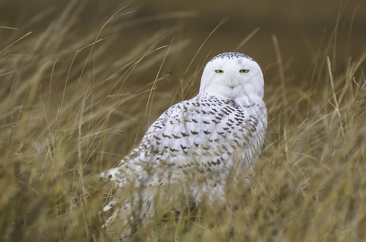 snowy owl cape cod Massachusetts