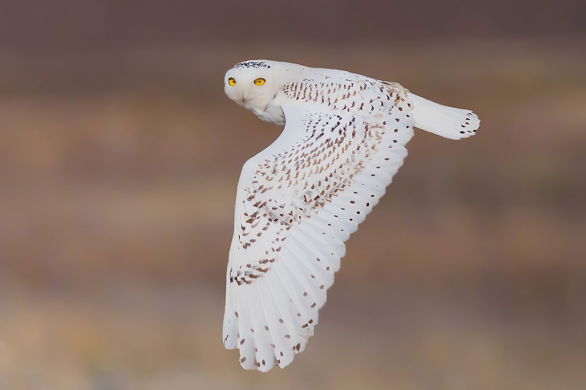 snowy owl i flight cape code Massachusetts