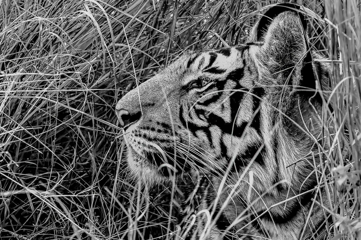 tiger in India