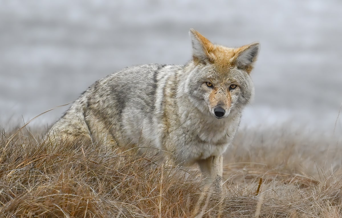 western coyote