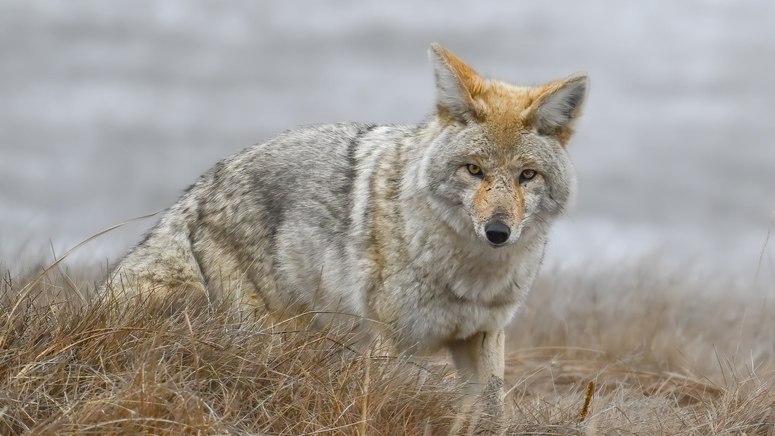 western coyote