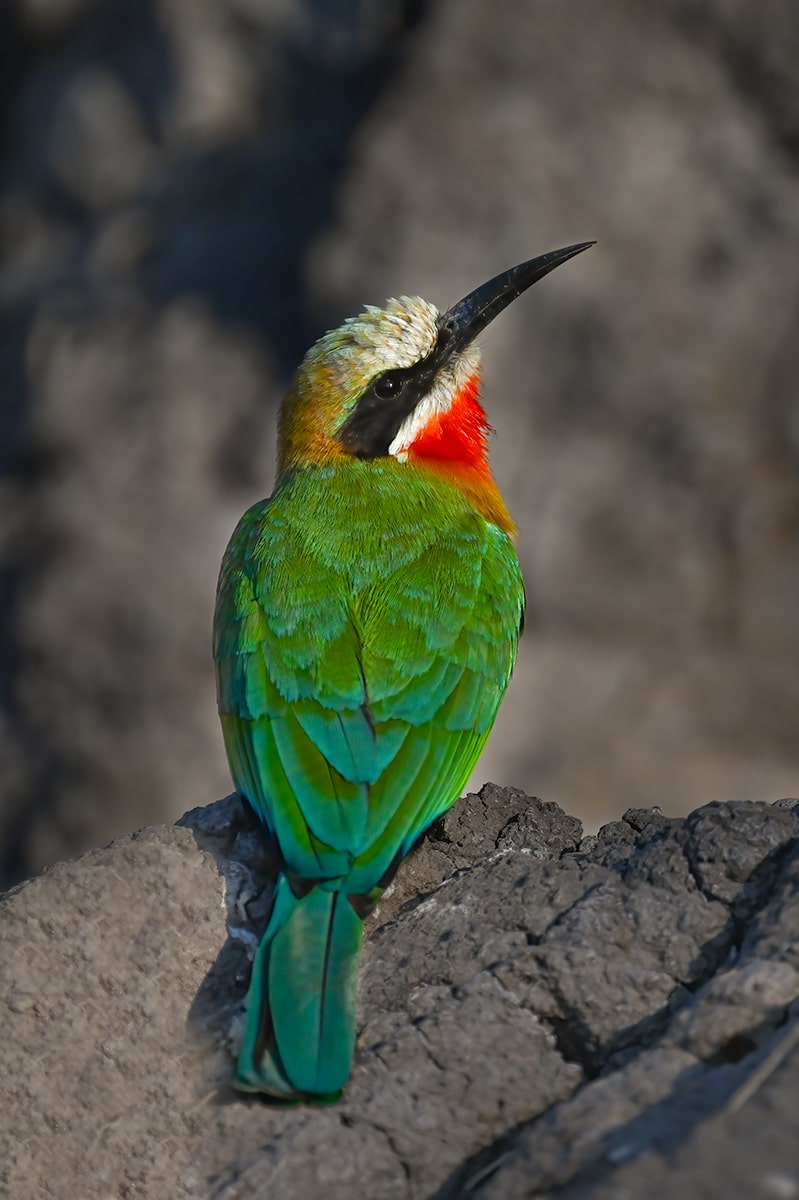 white fronted bee eater