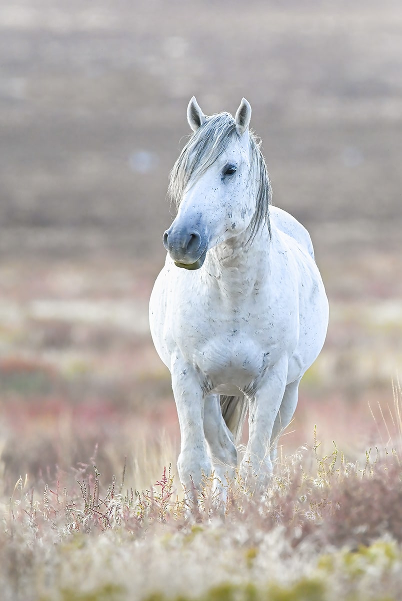 wild horse Utah