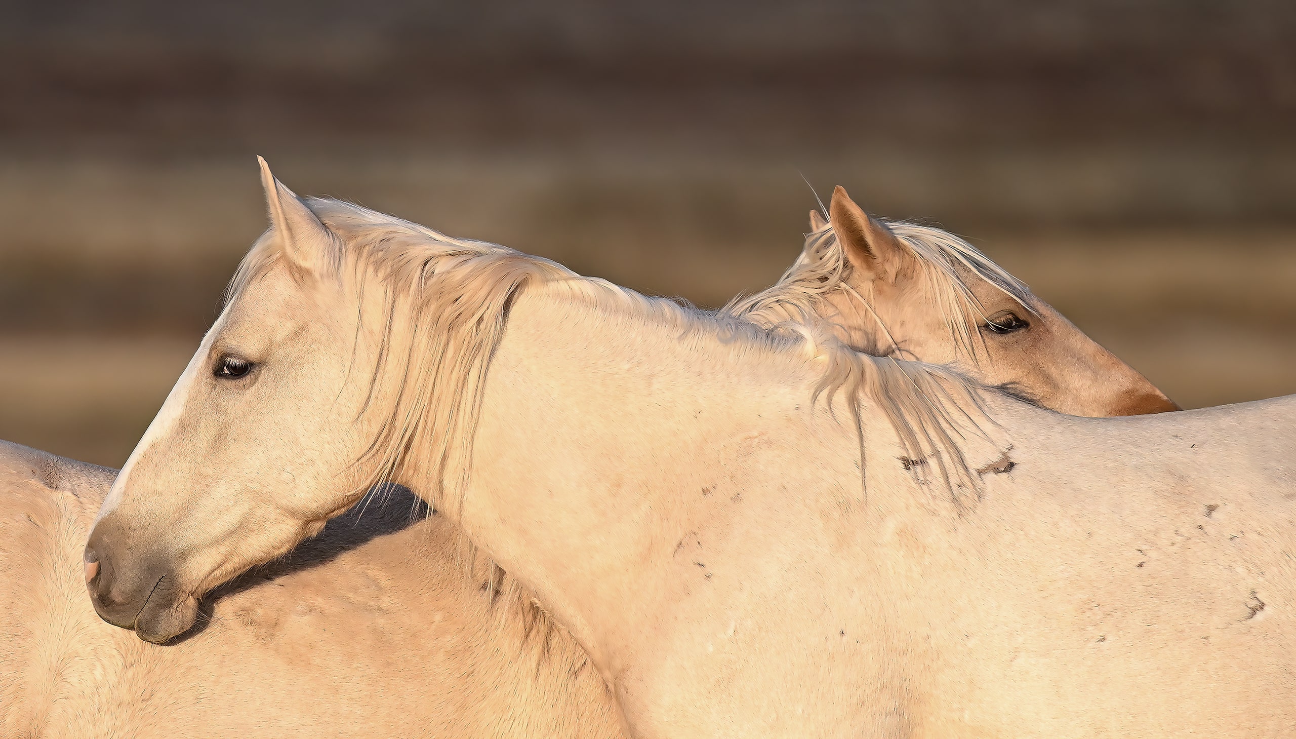 wild horses in utah