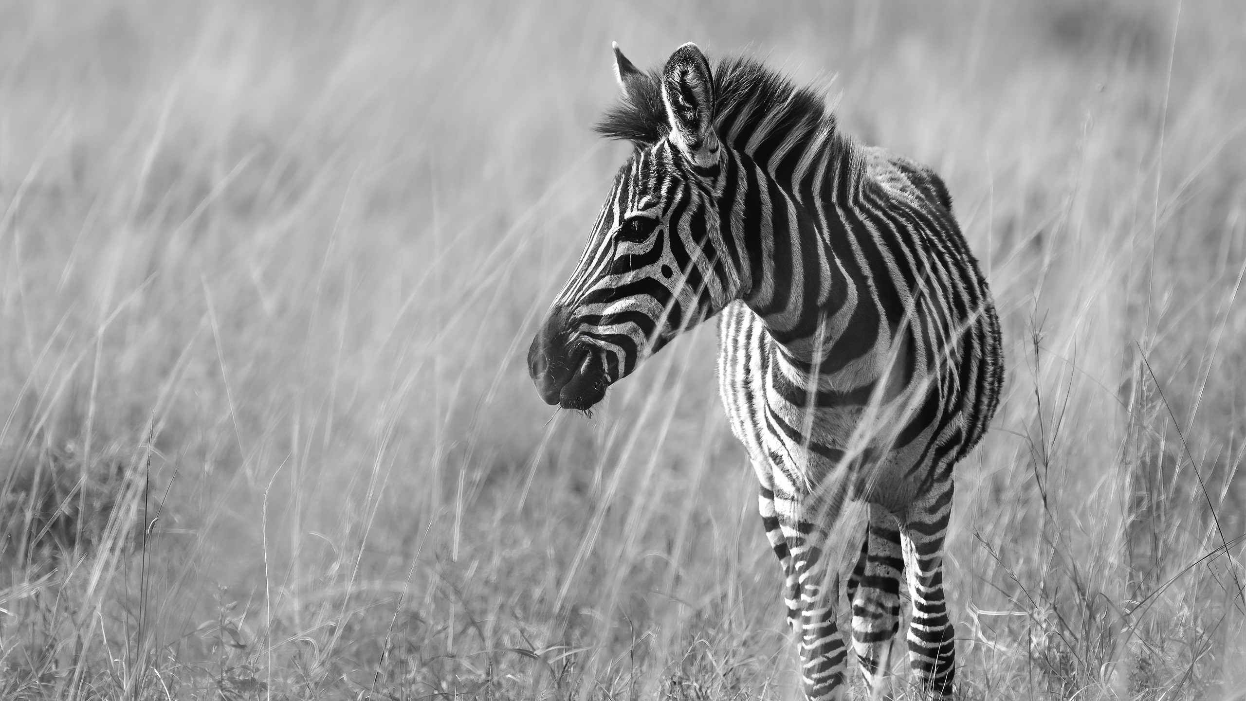 zebra in kenya